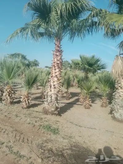 نخل واشنطني اسعار جمله كل المقاسات حائل والقصيم 2