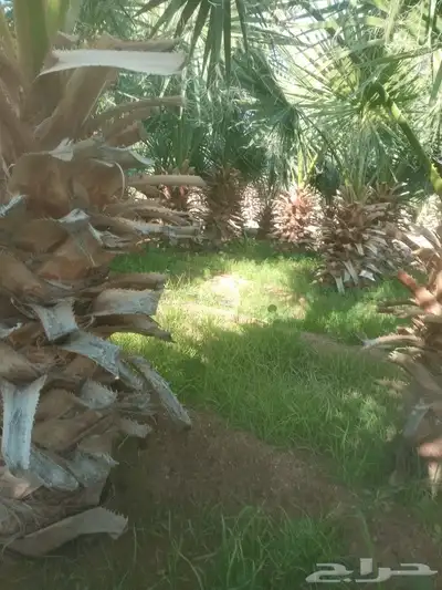 نخل واشنطني اسعار جمله كل المقاسات حائل والقصيم 1