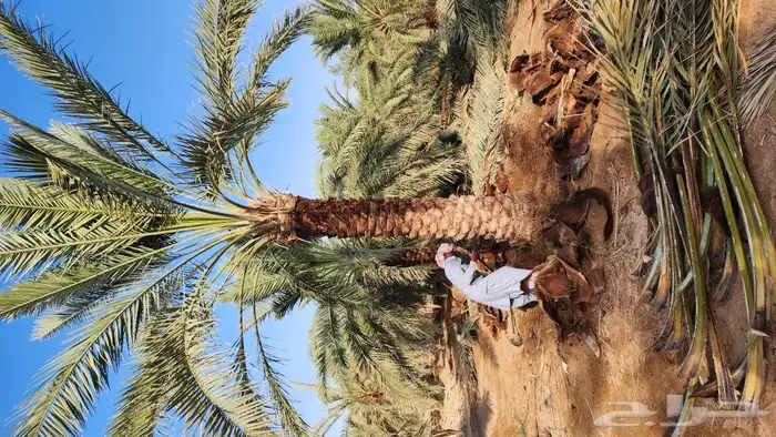 نخل جثايث للبيع نخل نقايل 1