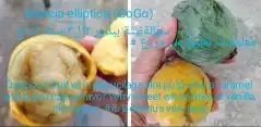 شتلات جاك فروت ابونجمة صدر صيني 44