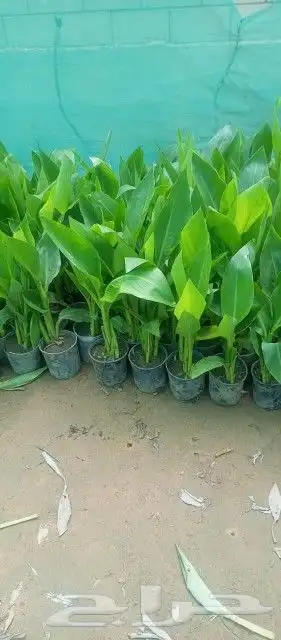 زراعه وحدائق 2