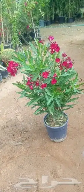 زراعه وحدائق 1