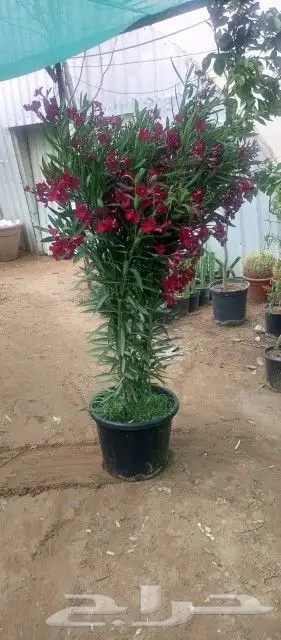 زراعه وحدائق 0