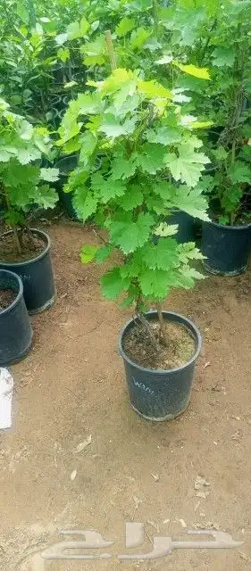 زراعه وحدائق 3