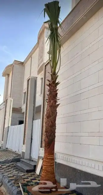 نخل واشنطن للبيع 8