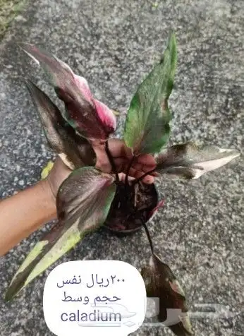 شتلات جاك فروت ابونجمة صدر صيني 36