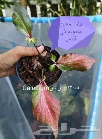 شتلات جاك فروت ابونجمة صدر صيني 35
