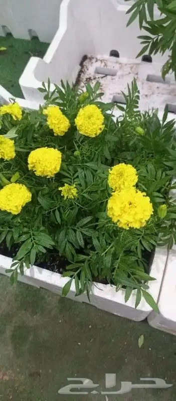 زراعه وحدائق 6