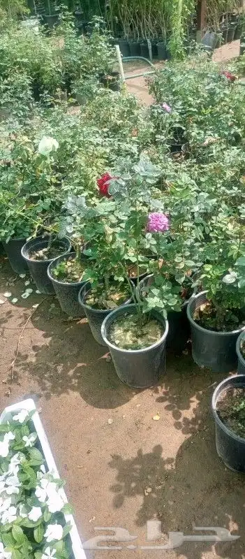 زراعه وحدائق 9