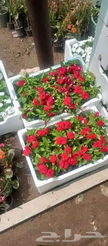 زراعه وحدائق 7