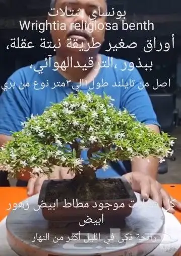 شتلات جاك فروت ابونجمة صدر صيني 29