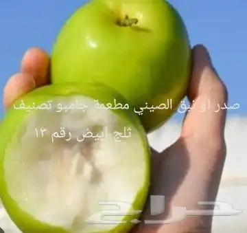شتلات جاك فروت ابونجمة صدر صيني 4