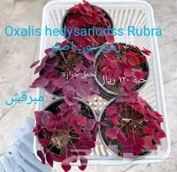 شتلات جاك فروت ابونجمة صدر صيني 25