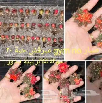 شتلات جاك فروت ابونجمة صدر صيني 45