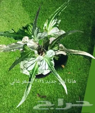 شتلات جاك فروت ابونجمة صدر صيني 41