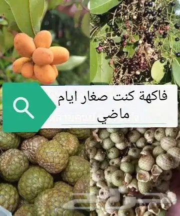 شتلات جاك فروت ابونجمة صدر صيني 42