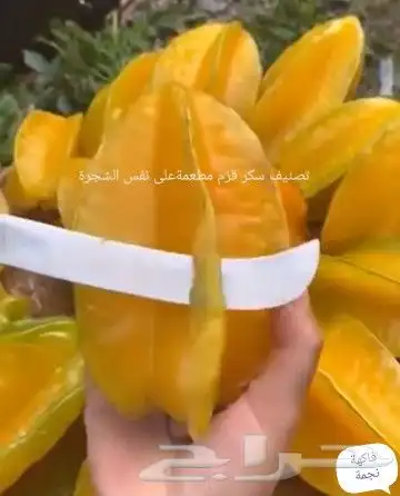 شتلات جاك فروت ابونجمة صدر صيني 2
