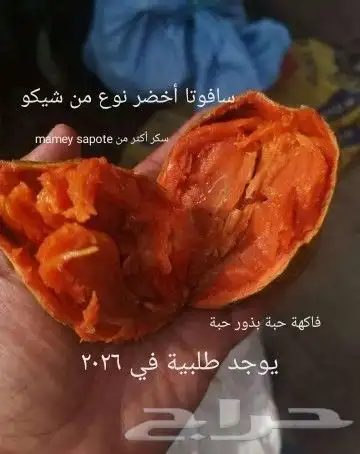 شتلات جاك فروت ابونجمة صدر صيني 22