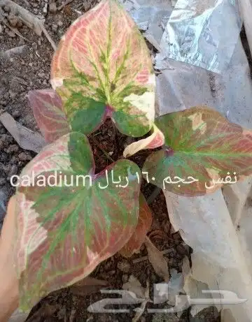 شتلات جاك فروت ابونجمة صدر صيني 14