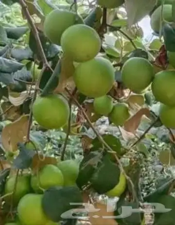 شتلات جاك فروت ابونجمة صدر صيني 6