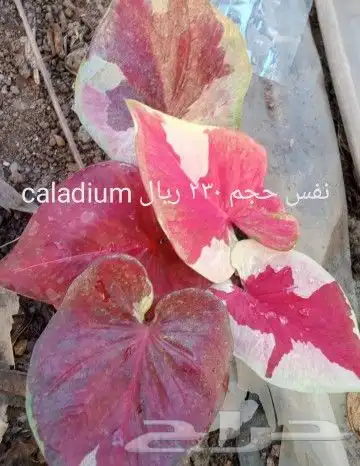 شتلات جاك فروت ابونجمة صدر صيني 17
