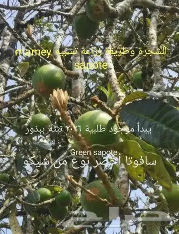 شتلات جاك فروت ابونجمة صدر صيني 21