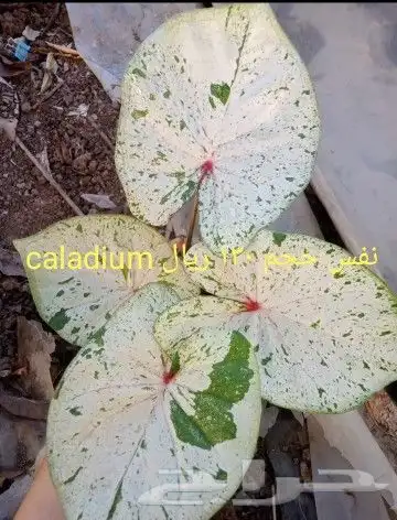 شتلات جاك فروت ابونجمة صدر صيني 11