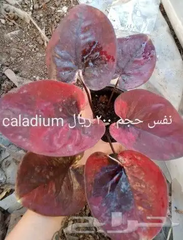 شتلات جاك فروت ابونجمة صدر صيني 18
