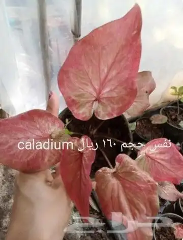 شتلات جاك فروت ابونجمة صدر صيني 19