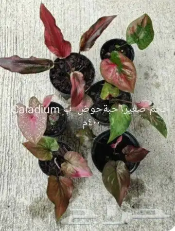 شتلات جاك فروت ابونجمة صدر صيني 38