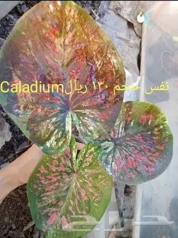 شتلات جاك فروت ابونجمة صدر صيني 12