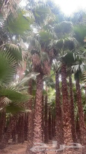 نخل واشنطن للبيع 4