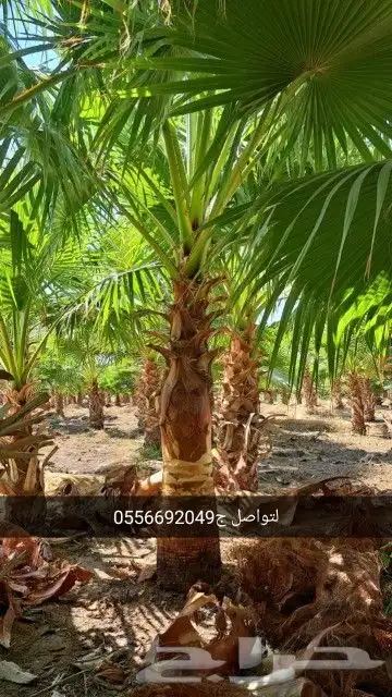 نخل واشنطن للبيع 5