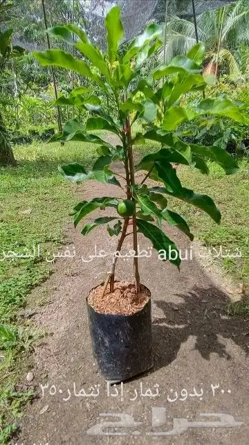 شتلات جاك فروت ابونجمة صدر صيني 31