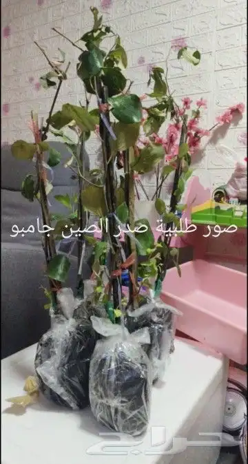 شتلات جاك فروت ابونجمة صدر صيني 48