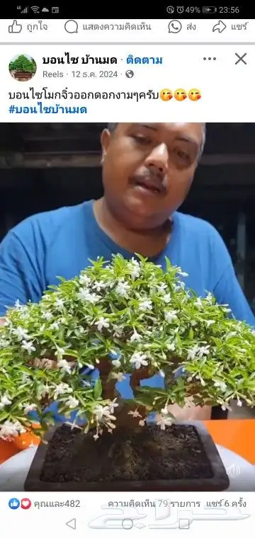 شتلات جاك فروت ابونجمة صدر صيني 30