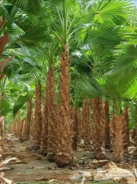 زراعه وحدائق 18