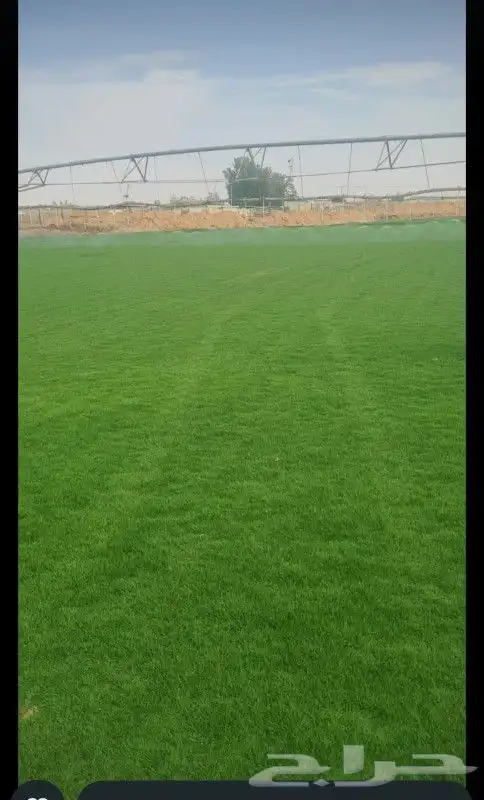 انجيله ثيل طبيعي 3