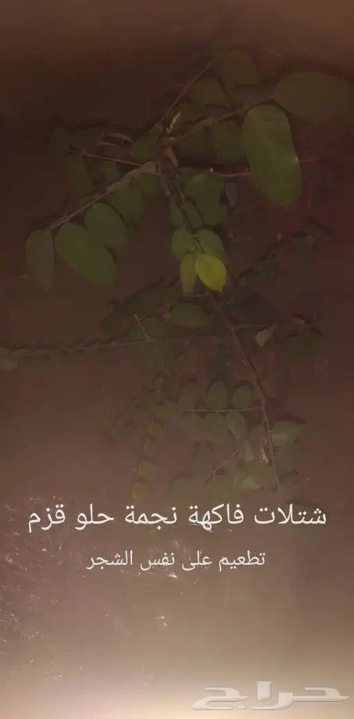 شتلات جاك فروت ابونجمة صدر صيني 8