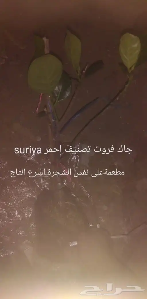شتلات جاك فروت ابونجمة صدر صيني 7
