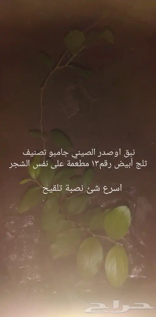 شتلات جاك فروت ابونجمة صدر صيني 9