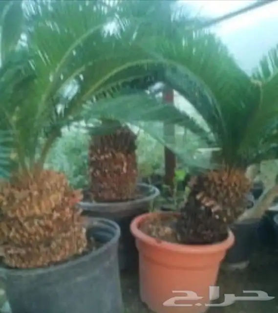 زراعه وحدائق 13