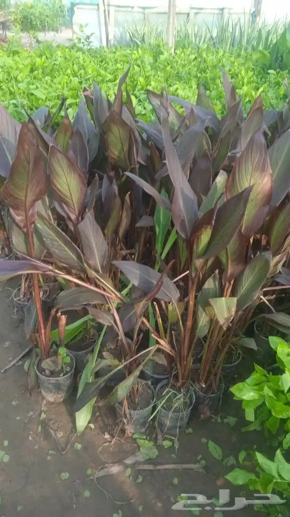 زراعه وحدائق 16