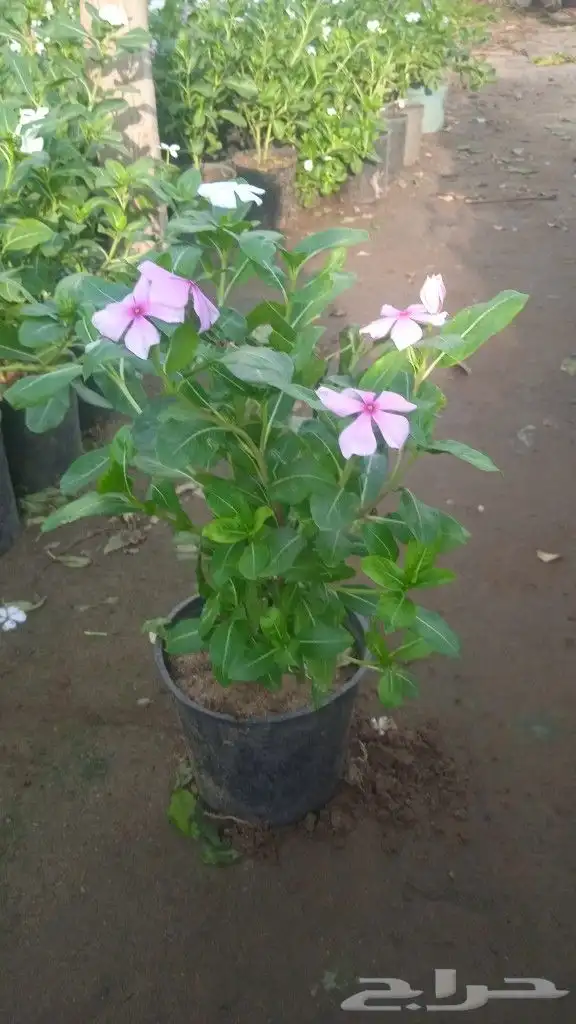 زراعه وحدائق 12