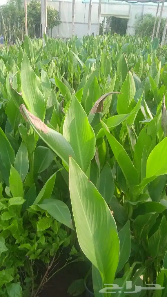 زراعه وحدائق 15