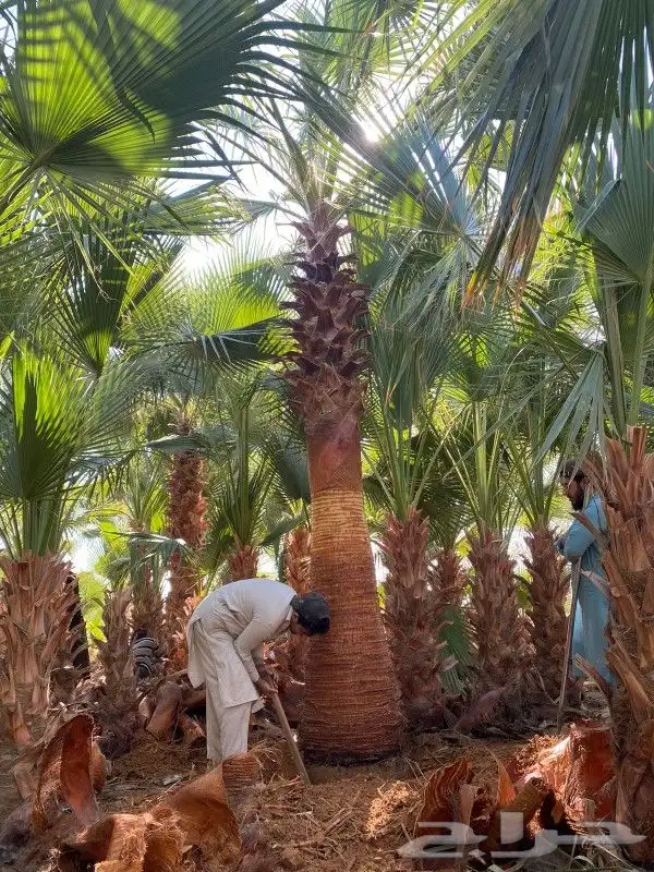 نخل واشنطن للبيع 1