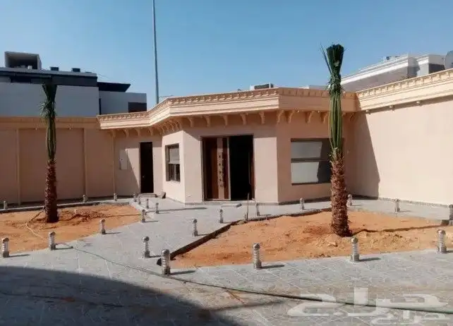 نخل واشنطن للبيع 0