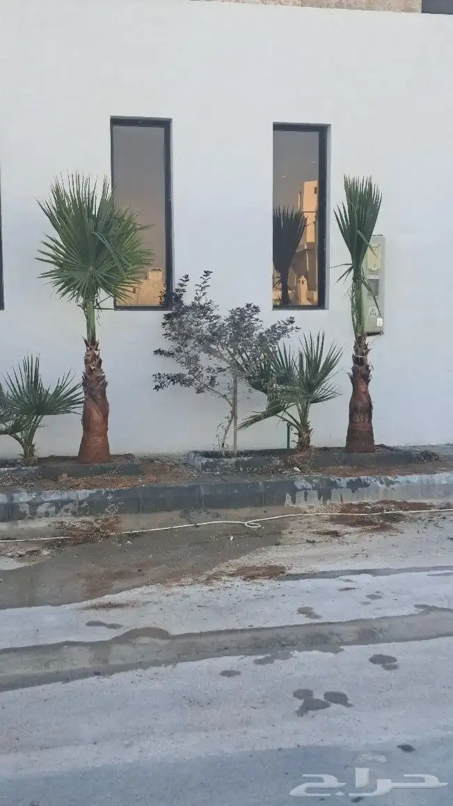 نخل واشنطن للبيع 6