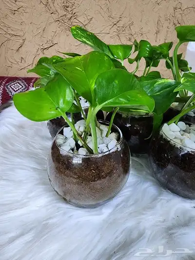توزيعات نباتات بوتس وغيره 1