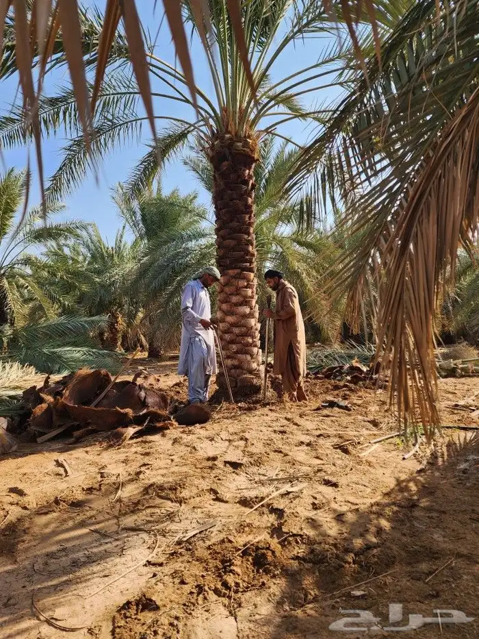 نخل جثايث للبيع نخل نقايل 0